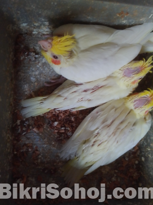 লাল চোখের কোকাটেইল বেবী হাতবদল হবে
